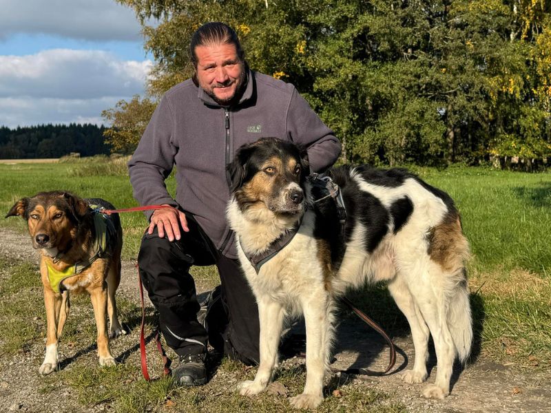 Dogs In Trouble